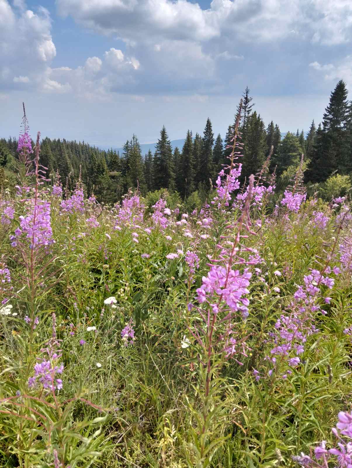 LIFE IS WONDERFUL — A Virtual Fine Art Solo Exhibition by Diana Dimova TRAXI. Art Project inspired by Nature, exploring Time. A scenic landscape of a wildflower meadow with pink and purple flowers in the foreground, a line of dark green pine trees in the midground, and a blue sky with white clouds overhead.