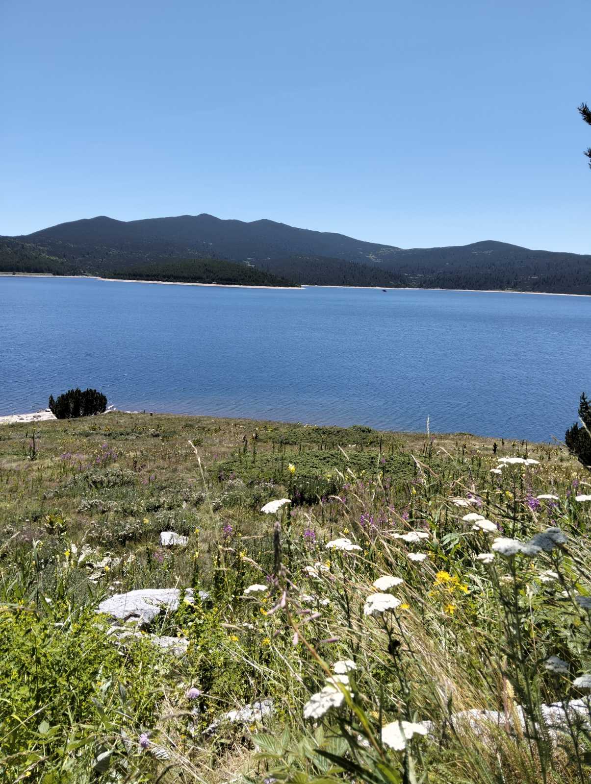 LIFE IS WONDERFUL — A Virtual Fine Art Solo Exhibition by Diana Dimova TRAXI. Art Project inspired by Nature, exploring Time. A scenic landscape photograph of a calm blue lake with dark green mountains in the background, viewed from a grassy foreground dotted with white and yellow wildflowers under a clear blue sky.