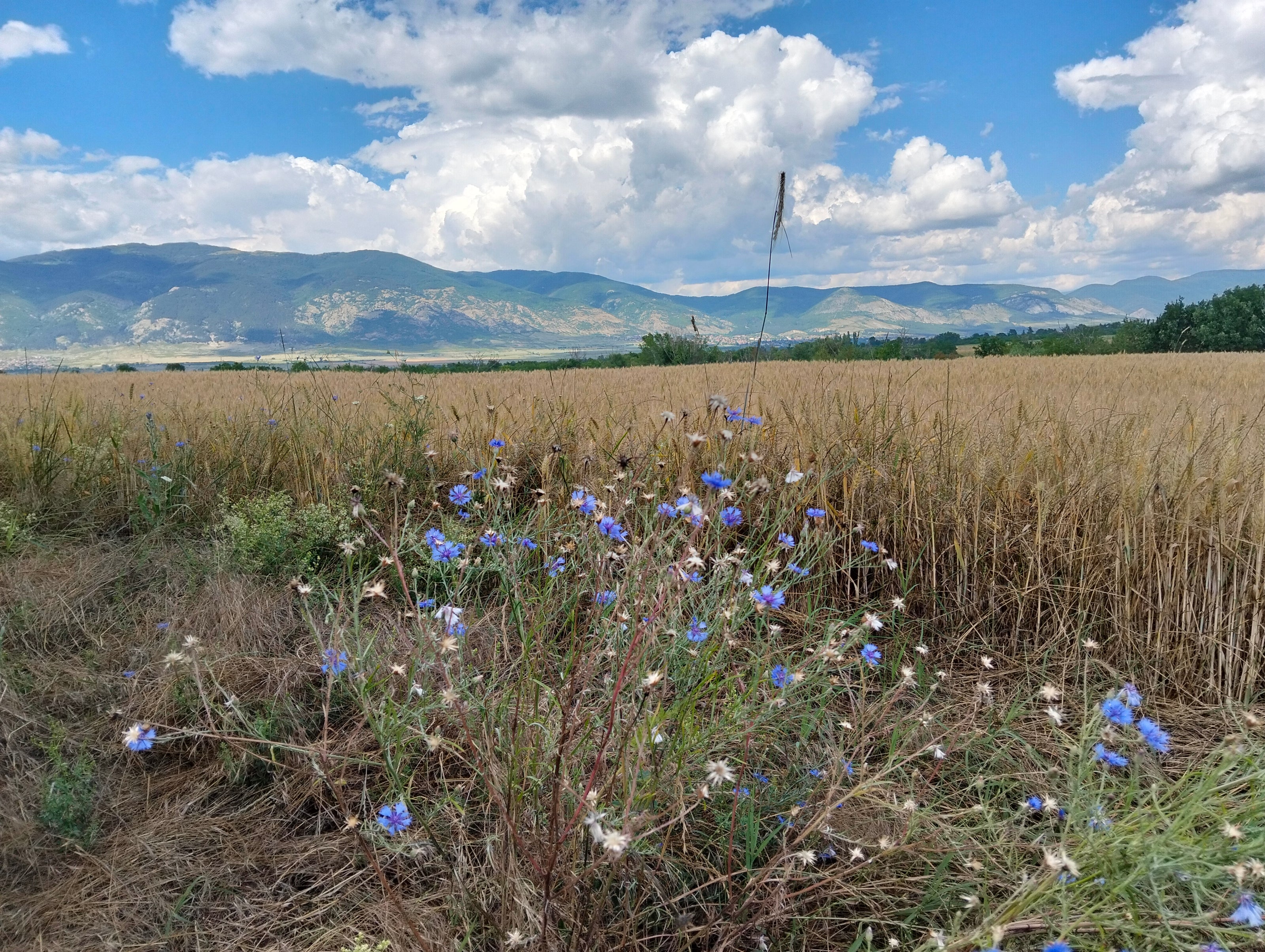 LIFE IS WONDERFUL — A Virtual Fine Art Solo Exhibition by Diana Dimova TRAXI. Art Project inspired by Nature, exploring Time.

 A scenic landscape photograph of a golden wheat field under a bright blue sky with large white clouds, with distant mountains in the background and blue wildflowers in the foreground.